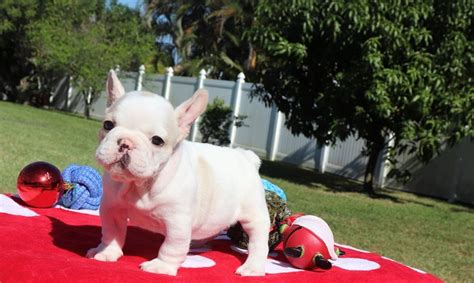 French Bulldog Puppies For Sale Louisville Ky