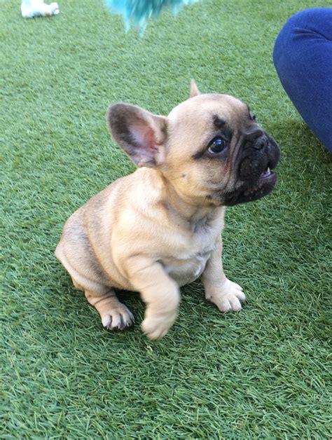 French Bulldog Puppies For Sale Mass