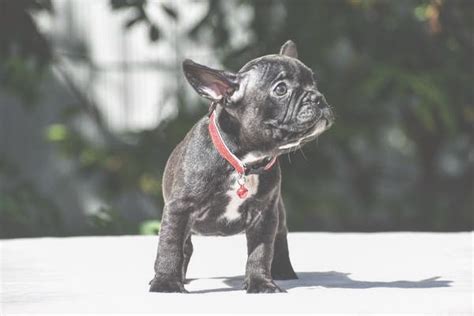 French Bulldog Puppies For Sale Naples Florida