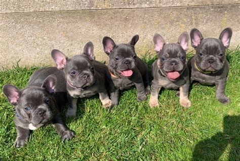 French Bulldog Puppies For Sale Nashville