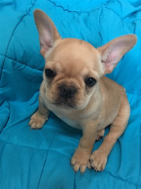 French Bulldog Puppies For Sale Nc