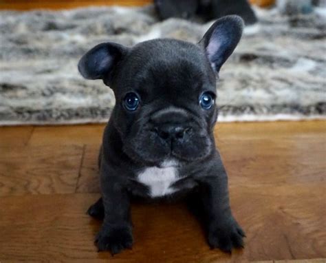 French Bulldog Puppies For Sale Nc Craigslist