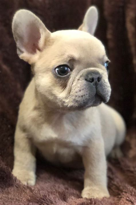 French Bulldog Puppies For Sale New Orleans