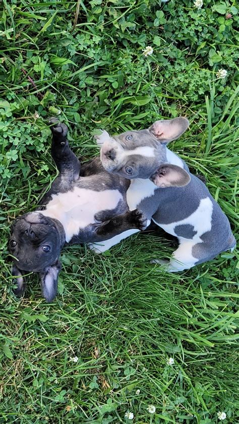 French Bulldog Puppies For Sale Omaha Ne
