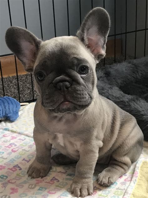 French Bulldog Puppies For Sale Pennsylvania