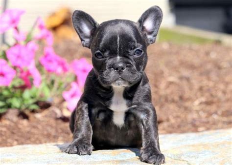French Bulldog Puppies For Sale Philadelphia