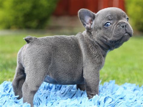 French Bulldog Puppies For Sale Portland Oregon