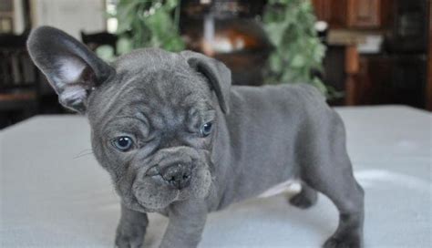 French Bulldog Puppies For Sale Raleigh Nc