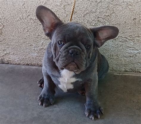 French Bulldog Puppies For Sale Riverside Ca