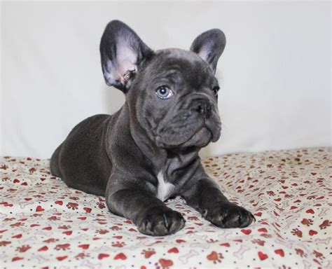 French Bulldog Puppies For Sale San Francisco