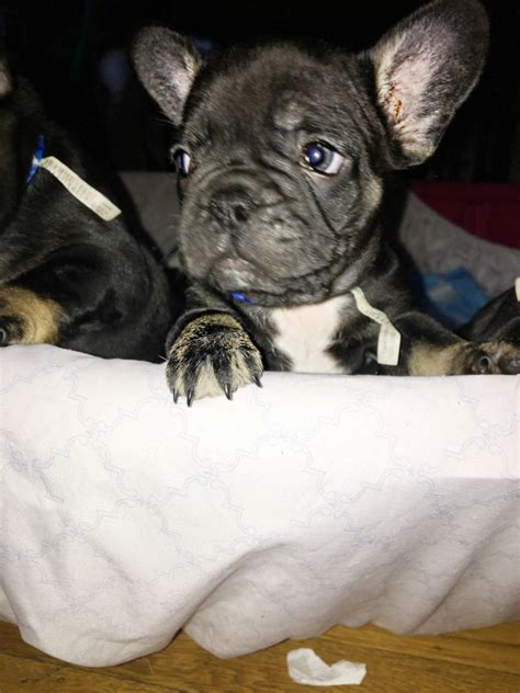 French Bulldog Puppies For Sale Sf Bay Area