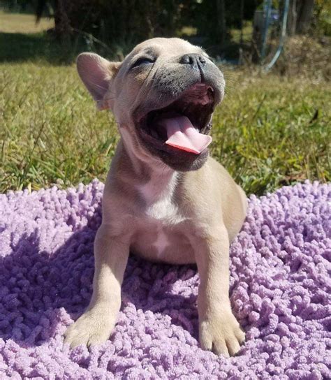 French Bulldog Puppies For Sale Springfield Mo