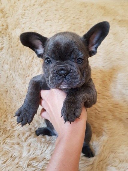 French Bulldog Puppies For Sale St Louis