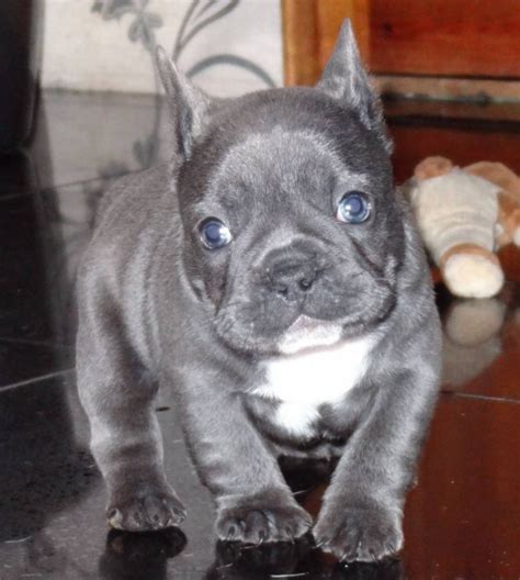 French Bulldog Puppies For Sale Tallahassee