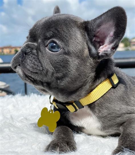 French Bulldog Puppies For Sale Tallahassee Fl