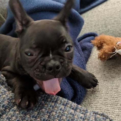 French Bulldog Puppies For Sale Tampa Florida