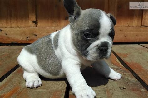 French Bulldog Puppies For Sale Tennessee