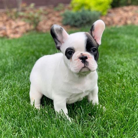 French Bulldog Puppies For Sale Toronto