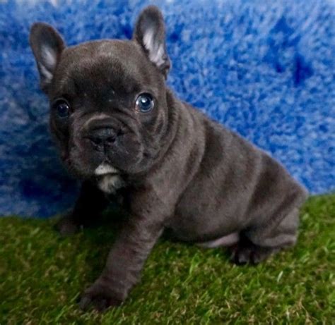 French Bulldog Puppies For Sale Tulsa