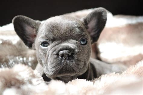 French Bulldog Puppies For Sale Utah