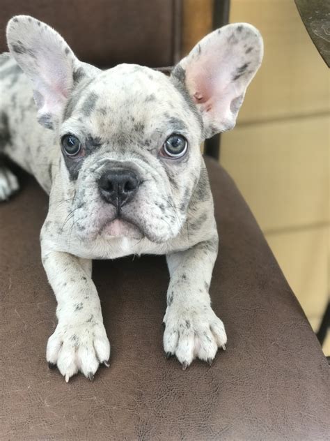 French Bulldog Puppies For Sale Ventura County