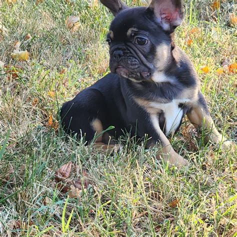 French Bulldog Puppies For Sale Wichita Ks