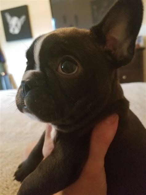 French Bulldog Puppies Fort Myers
