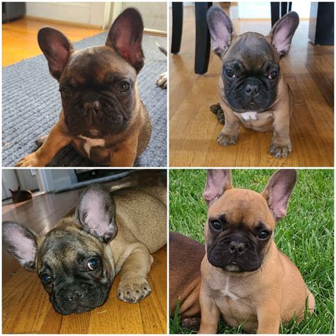 French Bulldog Puppies Frederick Md