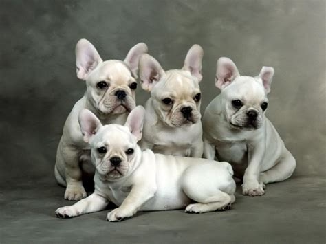 French Bulldog Puppies Free