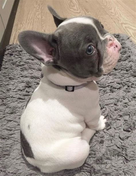 French Bulldog Puppies Grey And White