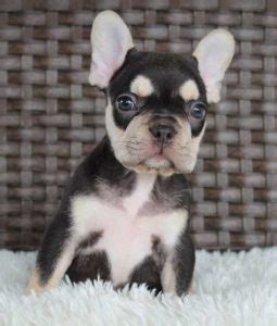 French Bulldog Puppies Hagerstown Md