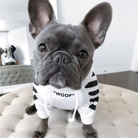 French Bulldog Puppies In Clothes