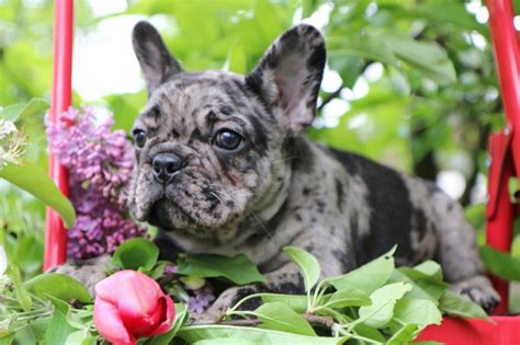 French Bulldog Puppies In Ct