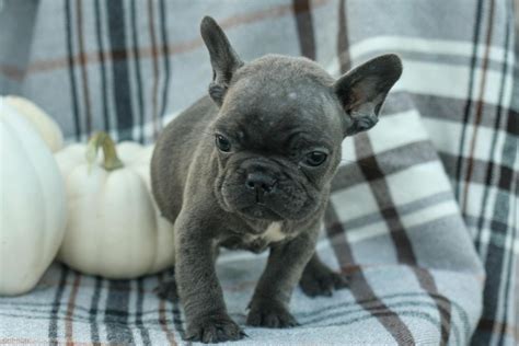 French Bulldog Puppies In Maryland