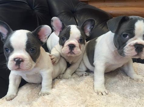 French Bulldog Puppies In Mn