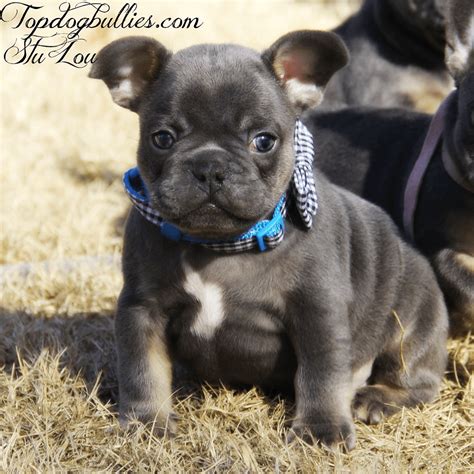 French Bulldog Puppies In New Hampshire