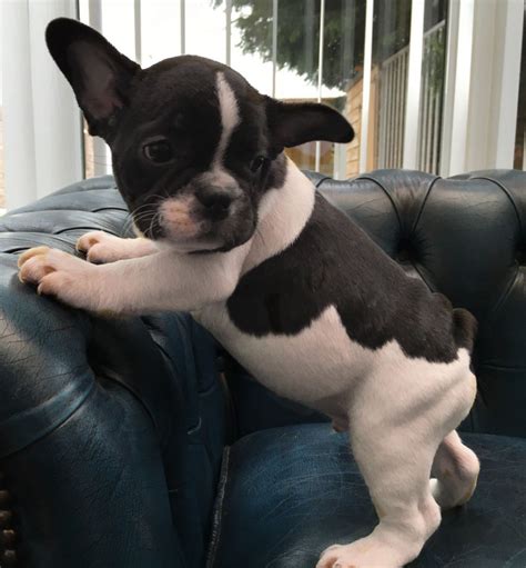 French Bulldog Puppies In Nh