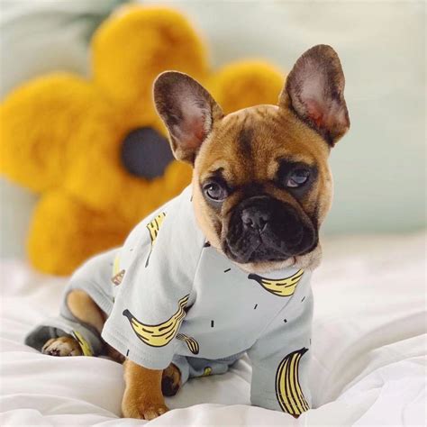 French Bulldog Puppies In Pajamas