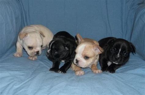 French Bulldog Puppies In West Virginia