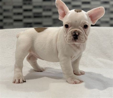 French Bulldog Puppies Knoxville