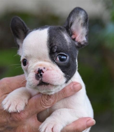 French Bulldog Puppies Louisville Ky