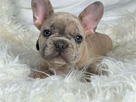 French Bulldog Puppies Middletown Ny