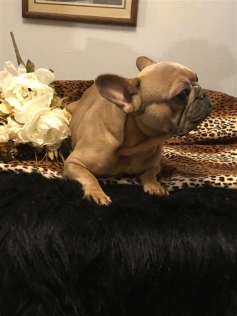 French Bulldog Puppies Midwest