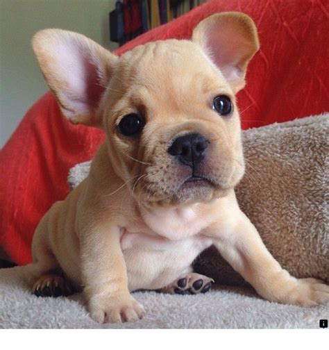French Bulldog Puppies Near Me For Adoption