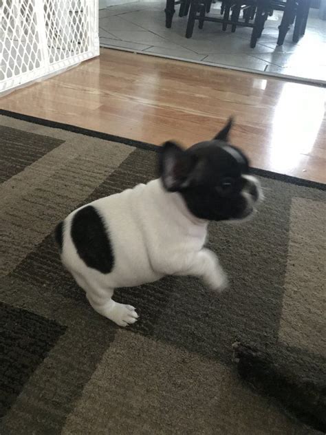 French Bulldog Puppies No Papers