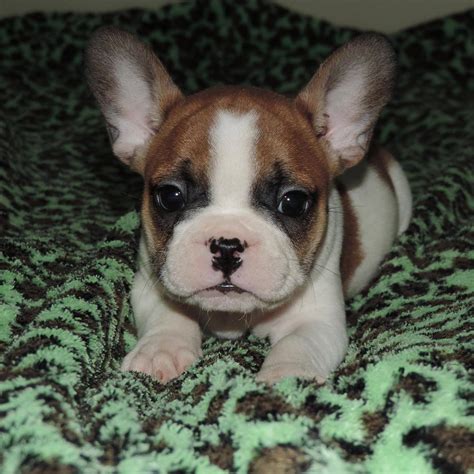 French Bulldog Puppies North East