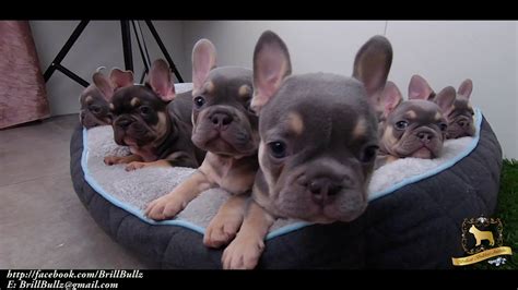 French Bulldog Puppies On Youtube