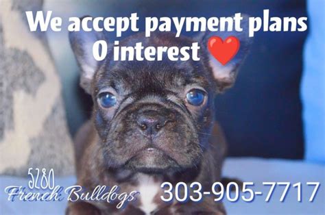 French Bulldog Puppies Payment Plan