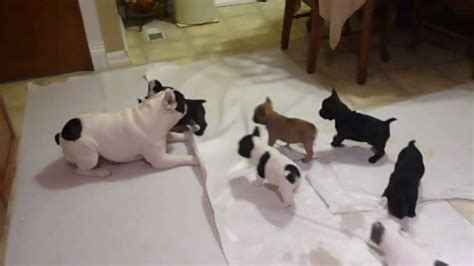 French Bulldog Puppies Playing