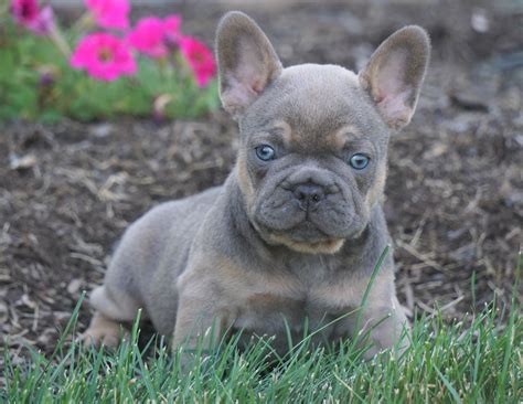 French Bulldog Puppies Registered